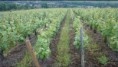 /album/galerie-de-photos-page-daccueil/vigne-cocelle-jpg/